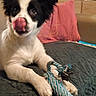 dog, puppy, black_and_white, rope_toy, licking_nose, blanket, pillow, indoor, pet, cute, playful, fur, animal, toy, resting, whiskers, ears, snout, bedroom, decor