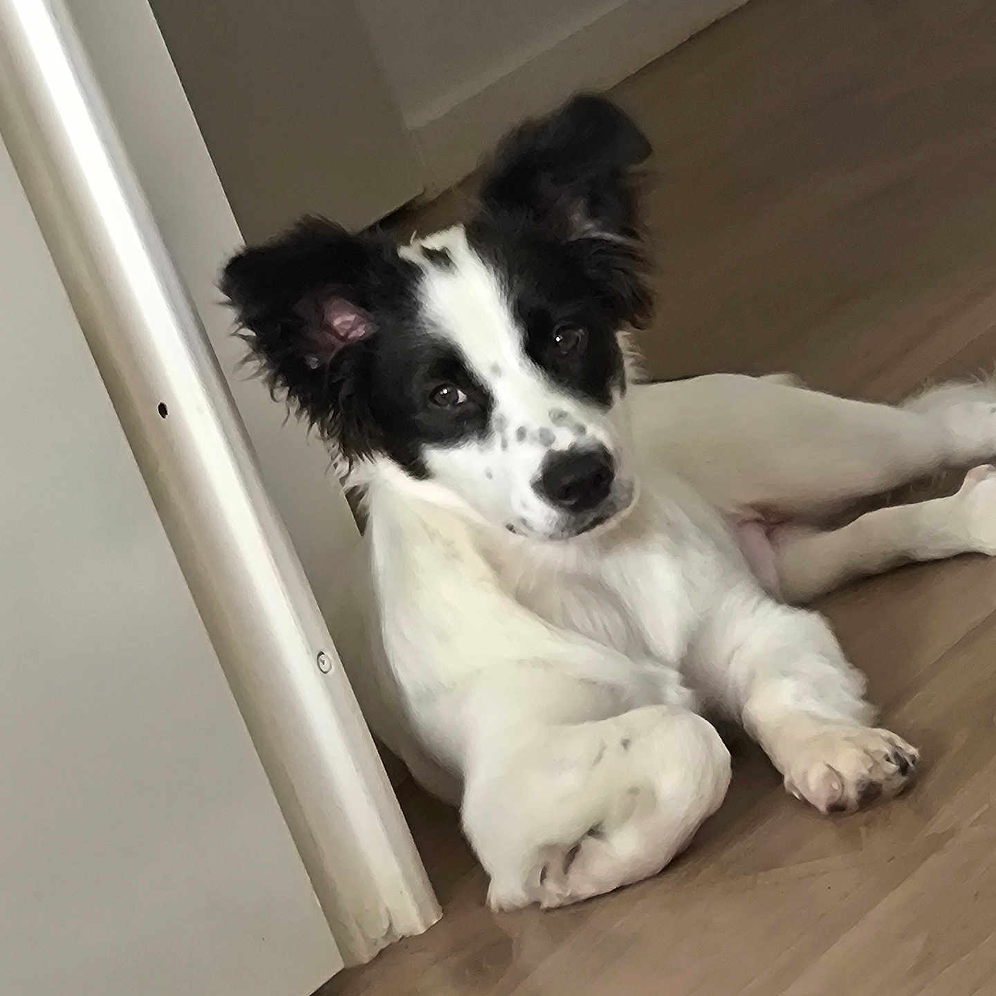 Aïko a rejoint le concours — aidez-le/la à gagner de superbes lots ! dog, puppy, black_and_white, lying_down, floor, wood_floor, indoor, pet, curious, ears_up, door, relaxed, canine, young_dog, animal, cute, companion, domestic, fur, laying