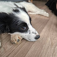 Aïko participe au concours pour gagner de l'argent avec cette photo : dog, black_and_white, puppy, lying_down, floor, wooden_floor, indoor, pet, canine, close_up, paw, fur, resting, animal, domestic_animal, cute, laying, looking, side_view, young_dog