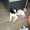 Aïko participe au concours pour gagner de l'argent avec cette photo : puppy, dog, black_and_white, lying_down, wooden_floor, table, furniture, toy, plush_toy, unicorn, indoor, pet, cute, relaxed, young_dog, flooring, home, decor, animal, domestic
