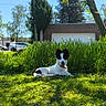 Aïko a rejoint le concours — aidez-le/la à gagner de superbes lots ! dog, grass, outdoor, sunlight, tree, nature, greenery, pet, canine, leisure, summer, backyard, animal, resting, collar, daylight, blue_sky, shadows, park, suburb
