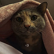 Ozi is registered to the contest to win money with this photo: abyssinian, animal, blanket, cat, clothing, homedecor, hood, hoodie, kitten, knitwear, laundry, linen, manx, pet, quilt, siamese, sweater, sweatshirt, towel