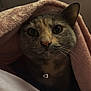 abyssinian, animal, blanket, cat, clothing, homedecor, hood, hoodie, kitten, knitwear, laundry, linen, manx, pet, quilt, siamese, sweater, sweatshirt, towel