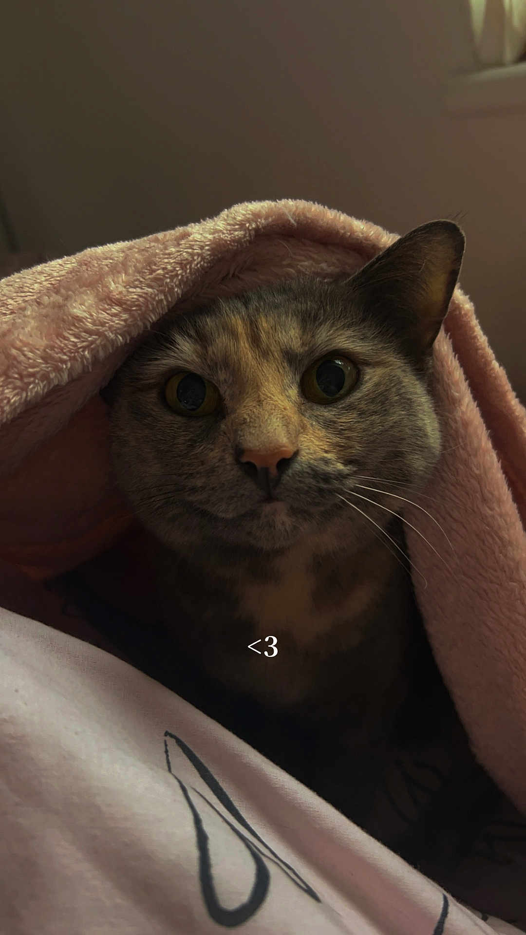 Ozi