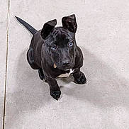 Chevy joined the competition — help win amazing prizes! puppy, dog, black_dog, pet, young_dog, animal, canine, ears, tail, floor, concrete, looking_up, cute, adorable, small, domestic_animal, indoor, attention, sitting, waiting