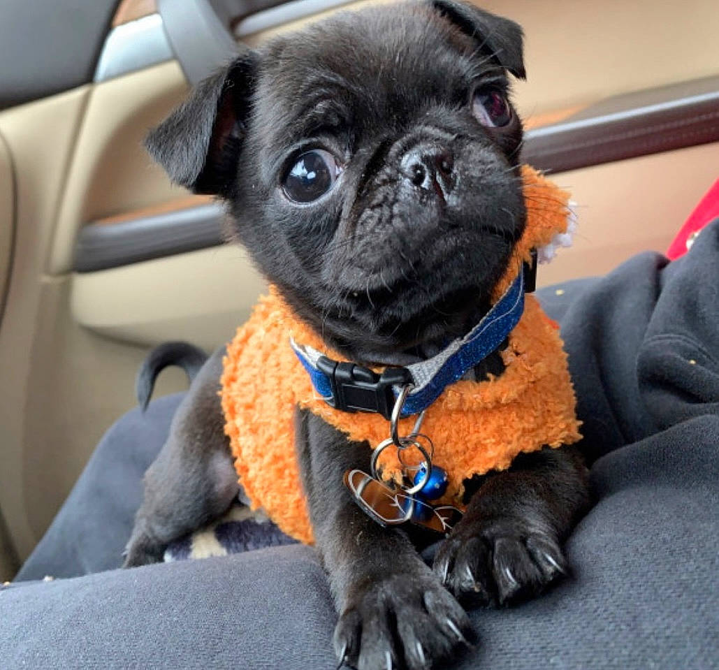 Dunkin joined the competition — help win amazing prizes! canidae, carnivore, chair, collar, companion_dog, dog, dog_breed, dog_collar, electric_blue, family_car, fawn, fur, pug, puppy, snout, sporting_group, toy_dog, whiskers, working_animal, wrinkle