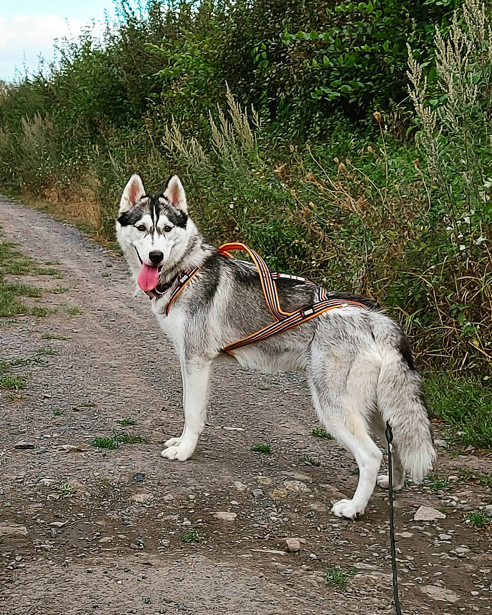 Pearl a rejoint le concours — aidez-le/la à gagner de superbes lots ! canidae, carnivore, collar, companion_dog, dog, dog_breed, dog_collar, fashion_accessory, fawn, grass, leash, pet_supply, plant, sky, sled_dog, sporting_group, tail, terrestrial_animal, working_animal, working_dog