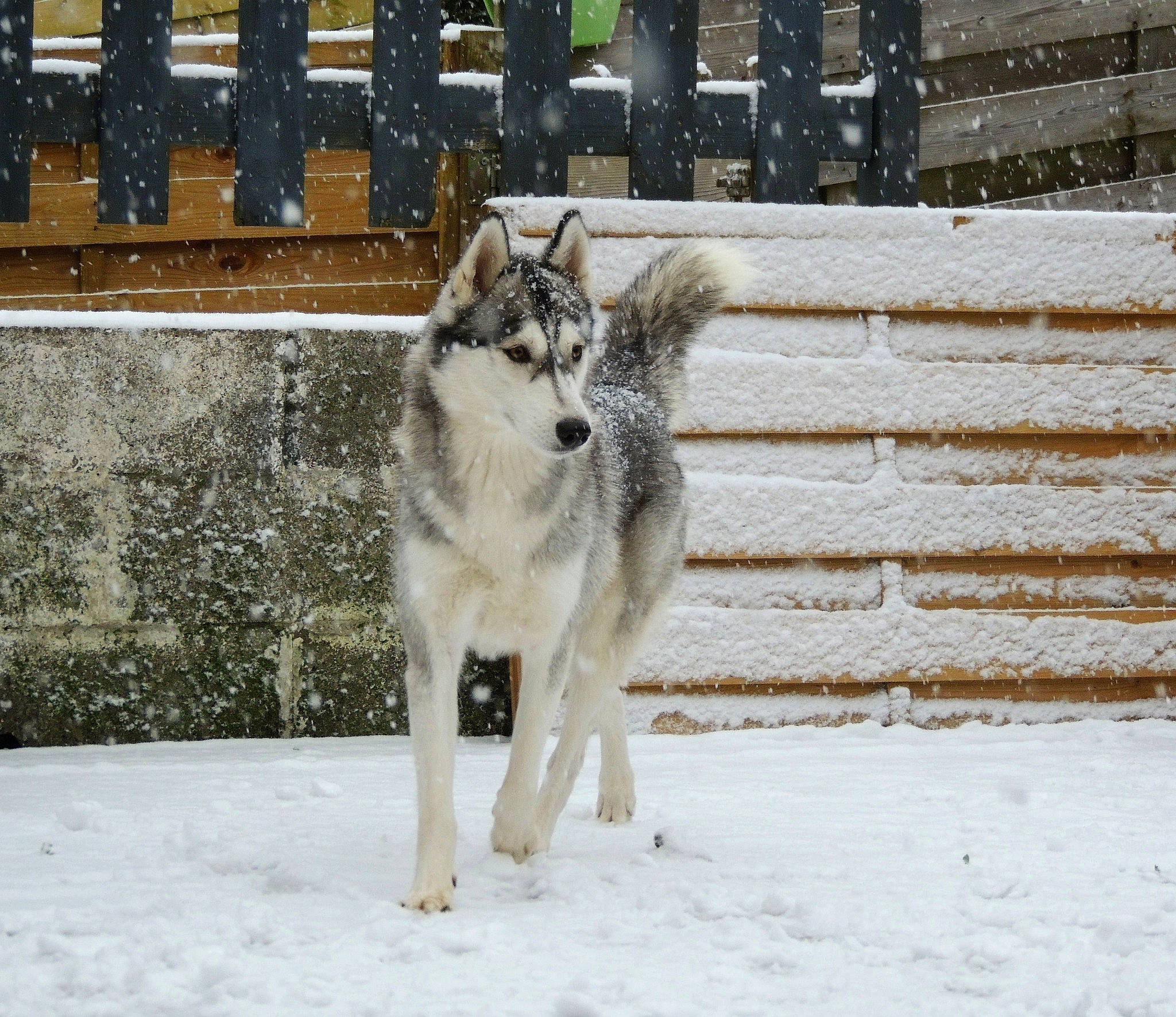 Pearl a rejoint le concours — aidez-le/la à gagner de superbes lots ! canidae, canis, canis_lupus_tundrarum, carnivore, companion_dog, dog, dog_breed, fawn, fence, freezing, fur, sled_dog, snout, snow, sporting_group, tail, winter, wolf, wood, working_animal