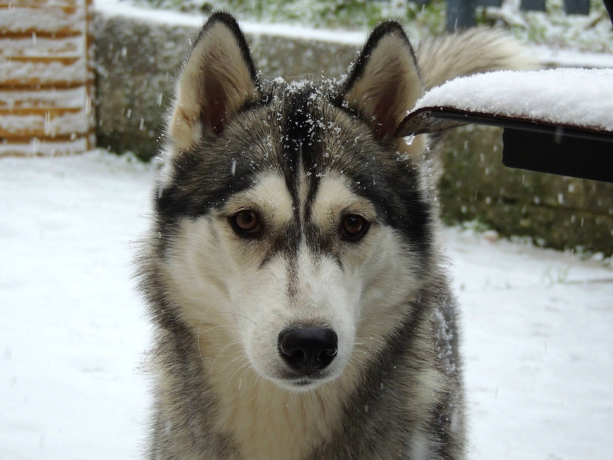 Pearl a rejoint le concours — aidez-le/la à gagner de superbes lots ! art, canidae, carnivore, dog, dog_breed, freezing, fur, plant, siberian_husky, sled_dog, snout, snow, sporting_group, terrestrial_animal, tree, whiskers, wildlife, winter, wolf, working_dog
