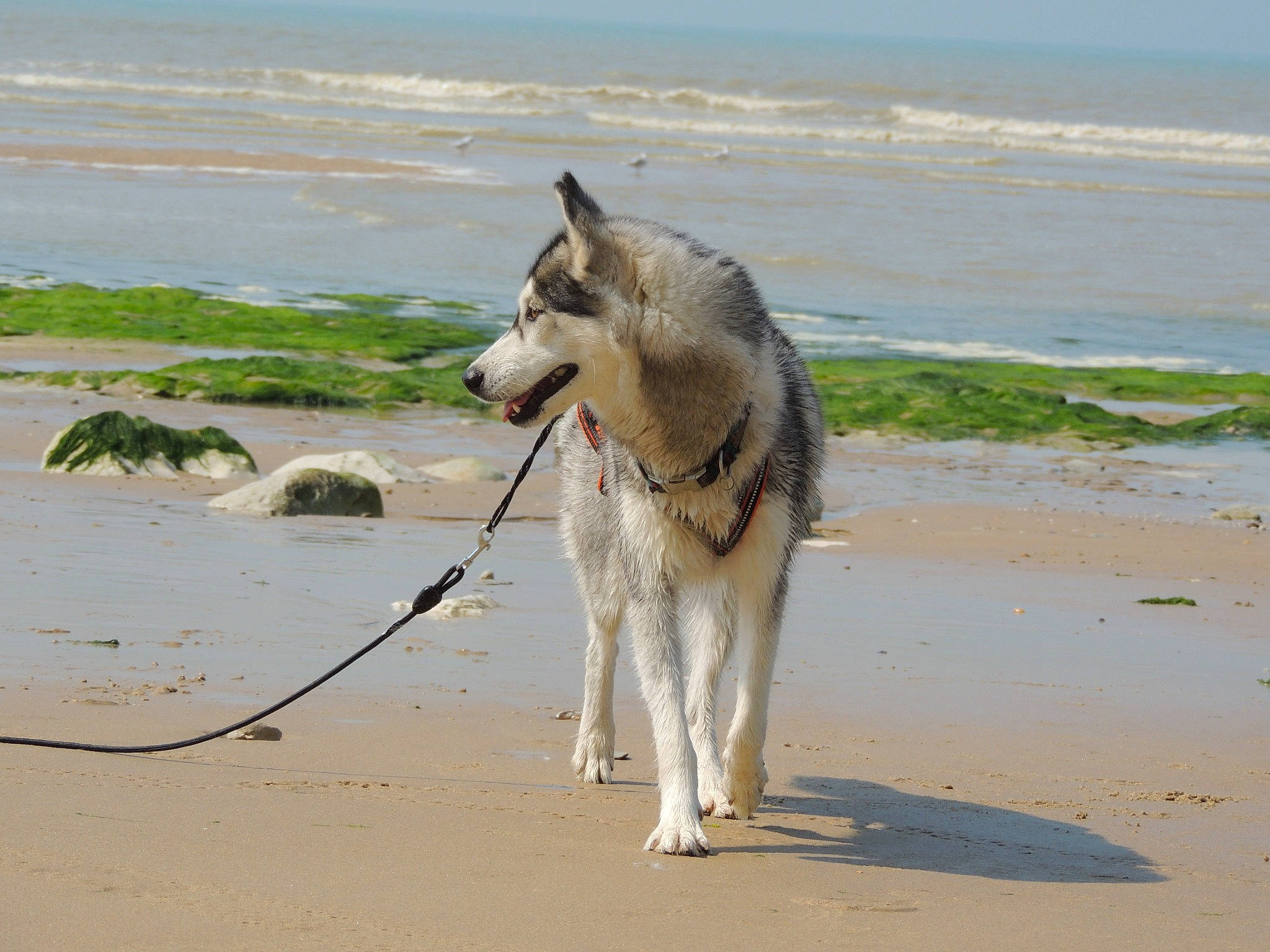 Pearl a rejoint le concours — aidez-le/la à gagner de superbes lots ! beach, canidae, carnivore, collar, dog, dog_breed, dog_supply, fawn, lake, leash, ocean, pack_animal, sand, sporting_group, tail, water, wave, wind_wave, working_animal, working_dog