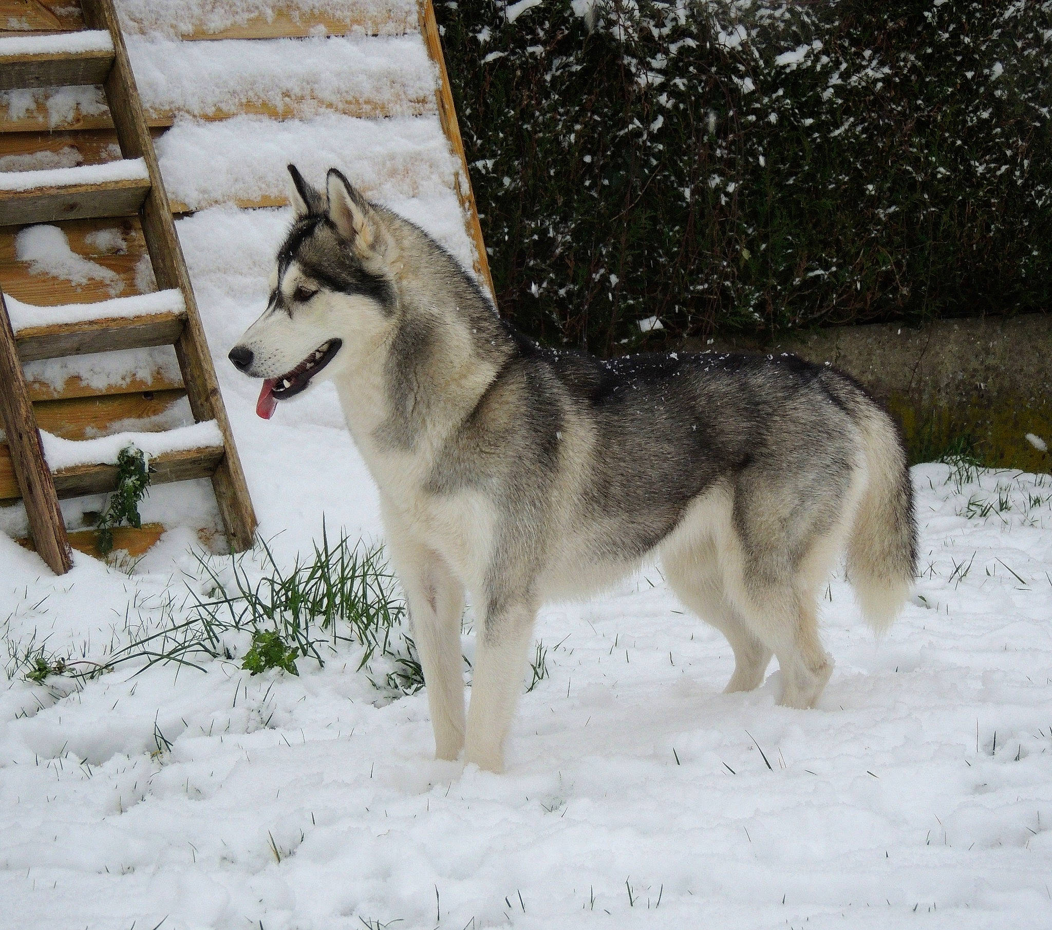 Pearl a rejoint le concours — aidez-le/la à gagner de superbes lots ! canidae, canis, canis_lupus_tundrarum, carnivore, dog, dog_breed, fur, plant, siberian_husky, sled_dog, snout, snow, sporting_group, sulimov_dog, tail, terrestrial_animal, winter, wolf, working_animal, working_dog