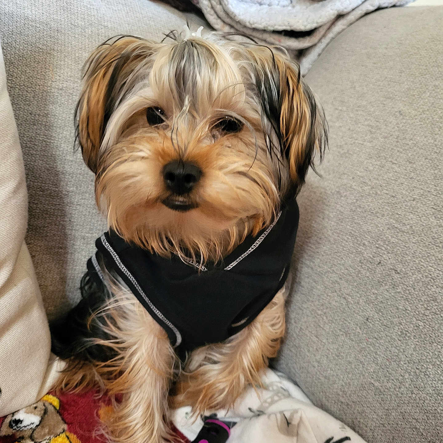 Teddy Bear is registered to the contest to win money with this photo: accessories, animal, blanket, canine, clothing, couch, cushion, dog, face, furniture, head, homedecor, linen, person, pet, photography, portrait, puppy, scarf, terrier