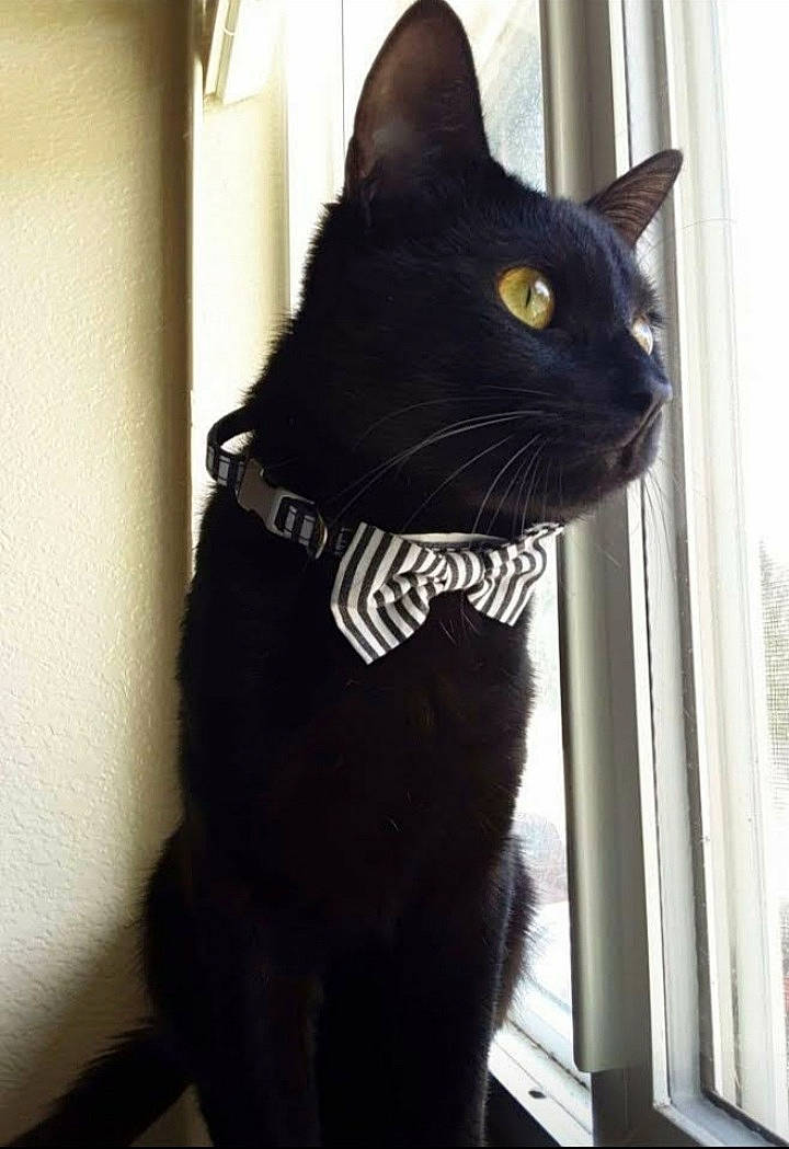 Jiji is registered to the contest to win money with this photo: asian, black, black_cat, bombay, carnivore, cat, domestic_short_haired_cat, felidae, fur, small_to_medium_sized_cats, tail, whiskers