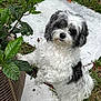 dog, small_dog, black_and_white, curious, plant, potted_plant, grass, stone_pathway, outdoor, pet, fluffy, cute, animal, fur, garden, nature, paw, standing, tilted_head, leafy_plant