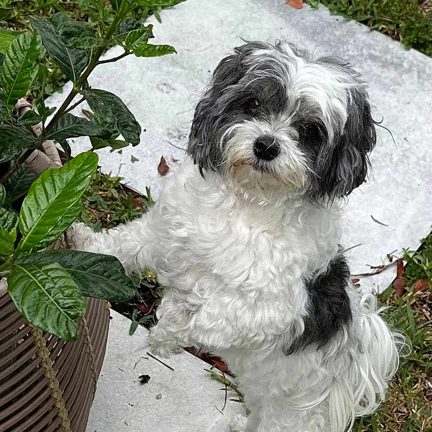Lola joined the competition — help win amazing prizes! animal, black_and_white, curious, cute, dog, fluffy, fur, garden, grass, leafy_plant, nature, outdoor, paw, pet, plant, potted_plant, small_dog, standing, stone_pathway, tilted_head