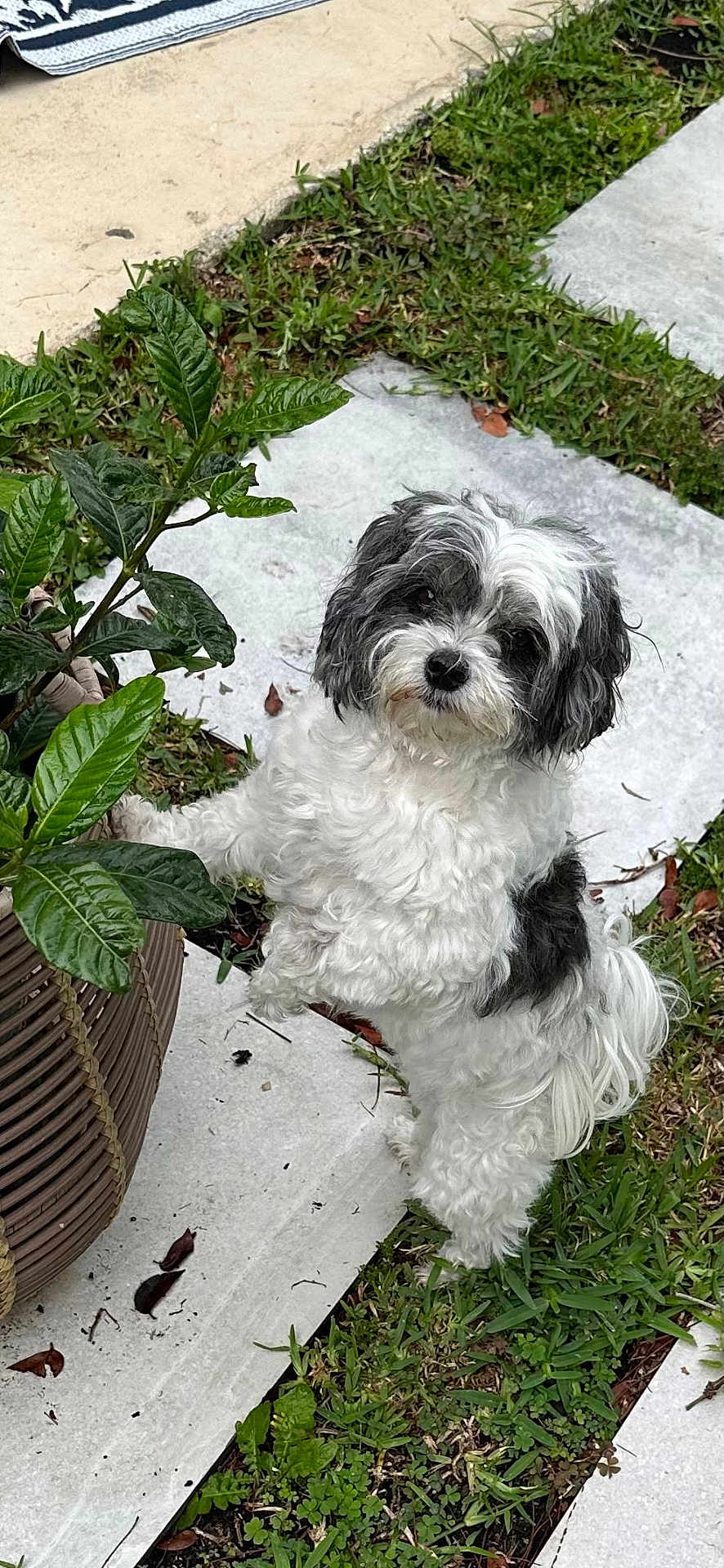 Lola joined the competition — help win amazing prizes! dog, small_dog, black_and_white, curious, plant, potted_plant, grass, stone_pathway, outdoor, pet, fluffy, cute, animal, fur, garden, nature, paw, standing, tilted_head, leafy_plant