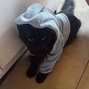 Salem participe au concours pour gagner de l'argent avec cette photo : animal, black_cat, cat, clothing, face, floor, fluffy_tail, funny, furry, hallway, home, hoodie, indoor, pet, portrait, sitting, tile, wall, whiskers, yellow_eyes