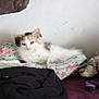 Cali is registered to the contest to win money with this photo: animal, blanket, calico, cat, clothing, cozy, cushion, cute, fabric, floral_pattern, fluffy, fur, household, indoor, kitten, pet, relaxed, resting, sleepy, wall