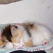 Cali is registered to the contest to win money with this photo: animal, calico, cat, cozy, cushion, cute, domestic, floral_pattern, fluffy, fur, indoor, kitten, nap, paw, pet, relaxed, resting, sleeping, small, young
