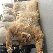 Lucky a rejoint le concours — aidez-le/la à gagner de superbes lots ! cat, orange_cat, fluffy, stretching, upside_down, cushion, perch, indoor, relaxed, pet, feline, paw, window, light, fur, cute, whiskers, ears, resting, home