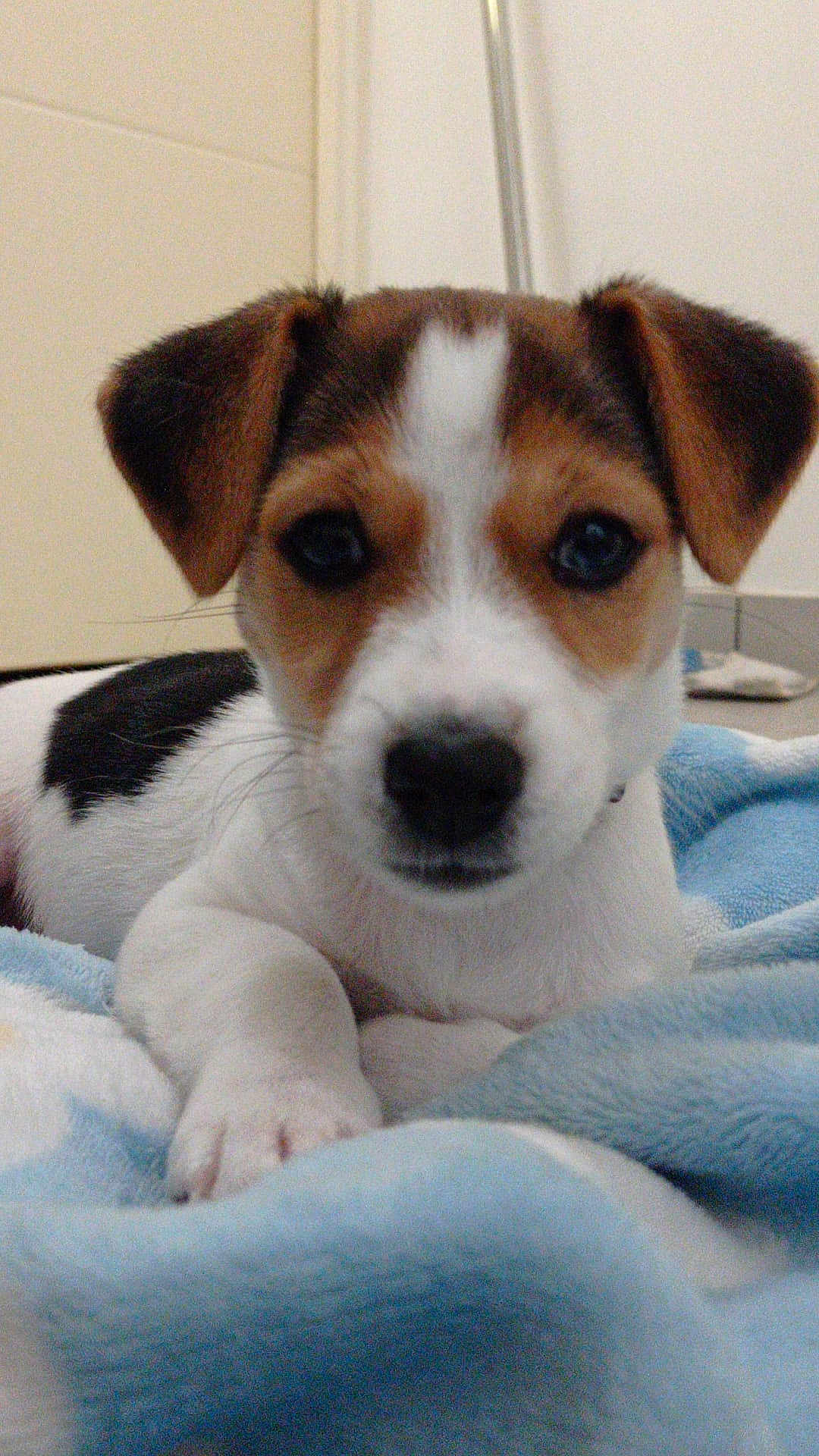 Calypso