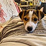 Calypso a rejoint le concours — aidez-le/la à gagner de superbes lots ! animal, blanket, casual, closeup, clothing, cozy, cute, dog, floral_pattern, furniture, home, indoor, lap, laying, person, pet, portrait, puppy, relaxing, soft