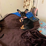 Ava joined the competition — help win amazing prizes! animal, bed, black_dog, blanket, blue_clothing, brown_blanket, clothing, dog, door, ears, floor, furniture, hanger, indoor, patterned_bedspread, pet, pink_harness, resting, small_dog, wall