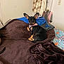 animal, bed, black_dog, blanket, blue_clothing, brown_blanket, clothing, dog, door, ears, floor, furniture, hanger, indoor, patterned_bedspread, pet, pink_harness, resting, small_dog, wall