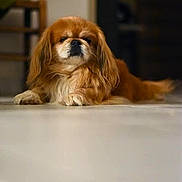 Nathalie Erny a rejoint le concours — aidez-le/la à gagner de superbes lots ! dog, long_hair, brown, white, indoor, floor, lying_down, pet, canine, fluffy, relaxed, close_up, animal, companion, domestic, cute, calm, fur, portrait, resting
