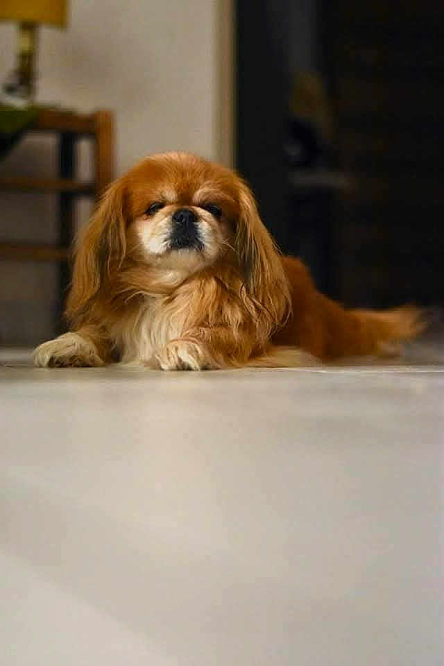 Nathalie Erny a rejoint le concours — aidez-le/la à gagner de superbes lots ! dog, long_hair, brown, white, indoor, floor, lying_down, pet, canine, fluffy, relaxed, close_up, animal, companion, domestic, cute, calm, fur, portrait, resting