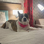 Lucy is registered to the contest to win money with this photo: dog, bed, collar, lamp, curtains, headboard, wallpaper, room, interior, furniture, pillow, blanket, resting, pet, indoor, cozy, comfort, brown_and_white, pink, relaxed