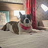 dog, bed, collar, lamp, curtains, headboard, wallpaper, room, interior, furniture, pillow, blanket, resting, pet, indoor, cozy, comfort, brown_and_white, pink, relaxed