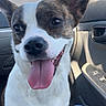 dog, pet, animal, inside_car, tongue_out, ears, happy, canine, closeup, brown_and_white, sitting, jeans, car_seat, window, daylight, outdoor_light, companion, cute, friendly, domestic_animal