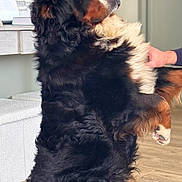 Uno participe au concours pour gagner de l'argent avec cette photo : dog, bernese_mountain_dog, pet, indoor, fur, black_fur, white_fur, brown_fur, floor, wood_floor, hand, person, relaxation, happy, close_up, animal, companion, cozy, home, calm