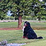 Uno participe au concours pour gagner de l'argent avec cette photo : dog, bernese_mountain_dog, grass, tree, outdoor, nature, pet, canine, greenery, animal, lawn, park, leaf, summer, daylight, fence, garden, relaxing, sitting, scenic