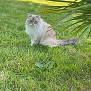 Kitty a rejoint le concours — aidez-le/la à gagner de superbes lots ! cat, fluffy, blue_eyes, grass, outdoor, nature, greenery, leaf, plant, pet, animal, feline, sitting, curious, soft_focus, daylight, garden, mammal, whiskers, tail
