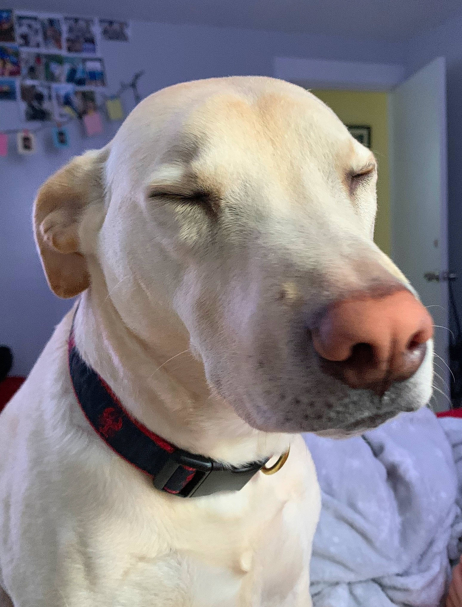 Trigger is registered to the contest to win money with this photo: bully_kutta, canidae, carnivore, collar, cordoba_fighting_dog, dog, dog_breed, dog_collar, dogo_argentino, ear, fawn, mammal, non_sporting_group, pit_bull, rare_breed_dog, snout, sporting_group, vertebrate