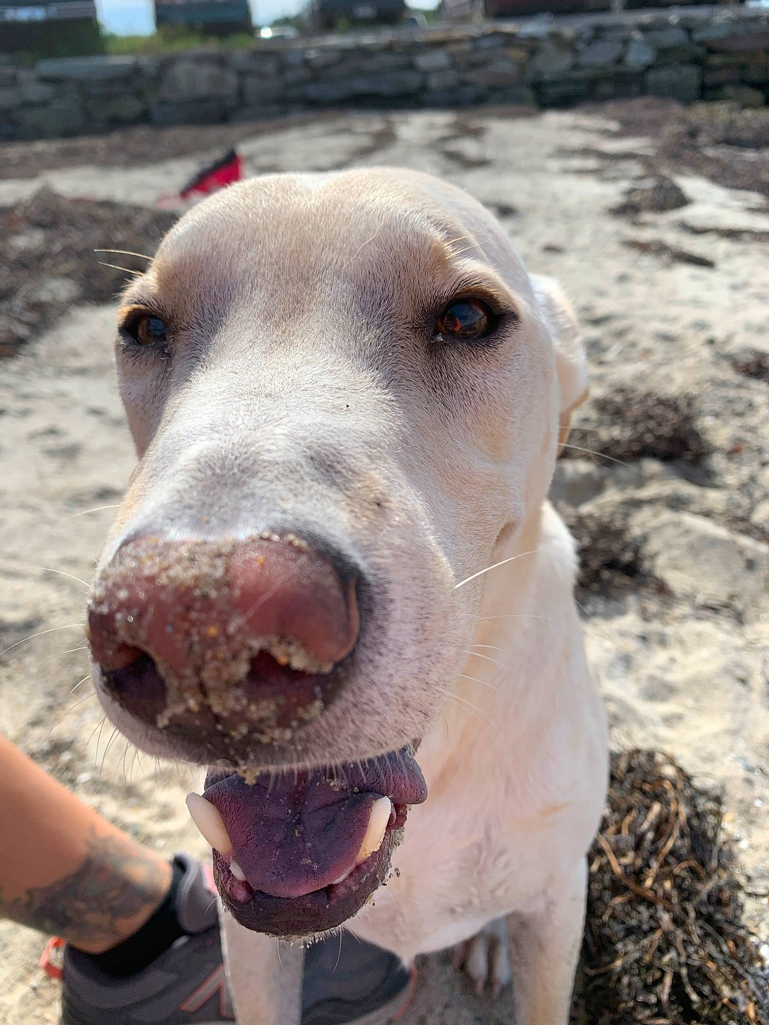 Trigger is registered to the contest to win money with this photo: canidae, carnivore, dog, dog_breed, fawn, labrador_retriever, mammal, non_sporting_group, nose, snout, sporting_group, street_dog, vertebrate