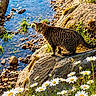 cat, tabby_cat, rock, stream, water, daisies, flowers, grass, nature, outdoor, sunlight, greenery, animal, wildlife, summer, riverbank, plants, daylight, flora, scenery