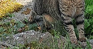Happy a rejoint le concours — aidez-le/la à gagner de superbes lots ! cat, tabby_cat, outdoor, grass, rocks, greenery, plants, nature, animal, fur, alert, sunlight, striped, whiskers, mammal, tail, ears, paws, wildlife, daylight