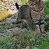 cat, tabby_cat, outdoor, grass, rocks, greenery, plants, nature, animal, fur, alert, sunlight, striped, whiskers, mammal, tail, ears, paws, wildlife, daylight