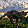 cat, tabby_cat, sunset, clouds, sky, fence, nature, greenery, trees, outdoor, animal, pet, balancing, post, wildlife, backlit, fur, portrait, landscape, evening