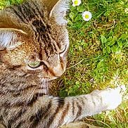 Happy participe au concours pour gagner de l'argent avec cette photo : cat, tabby_cat, grass, daisies, flowers, outdoor, nature, pet, animal, feline, paw, sunlight, greenery, closeup, whiskers, cute, playful, daylight, flora, relaxing