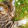 cat, tabby_cat, grass, daisies, flowers, outdoor, nature, pet, animal, feline, paw, sunlight, greenery, closeup, whiskers, cute, playful, daylight, flora, relaxing