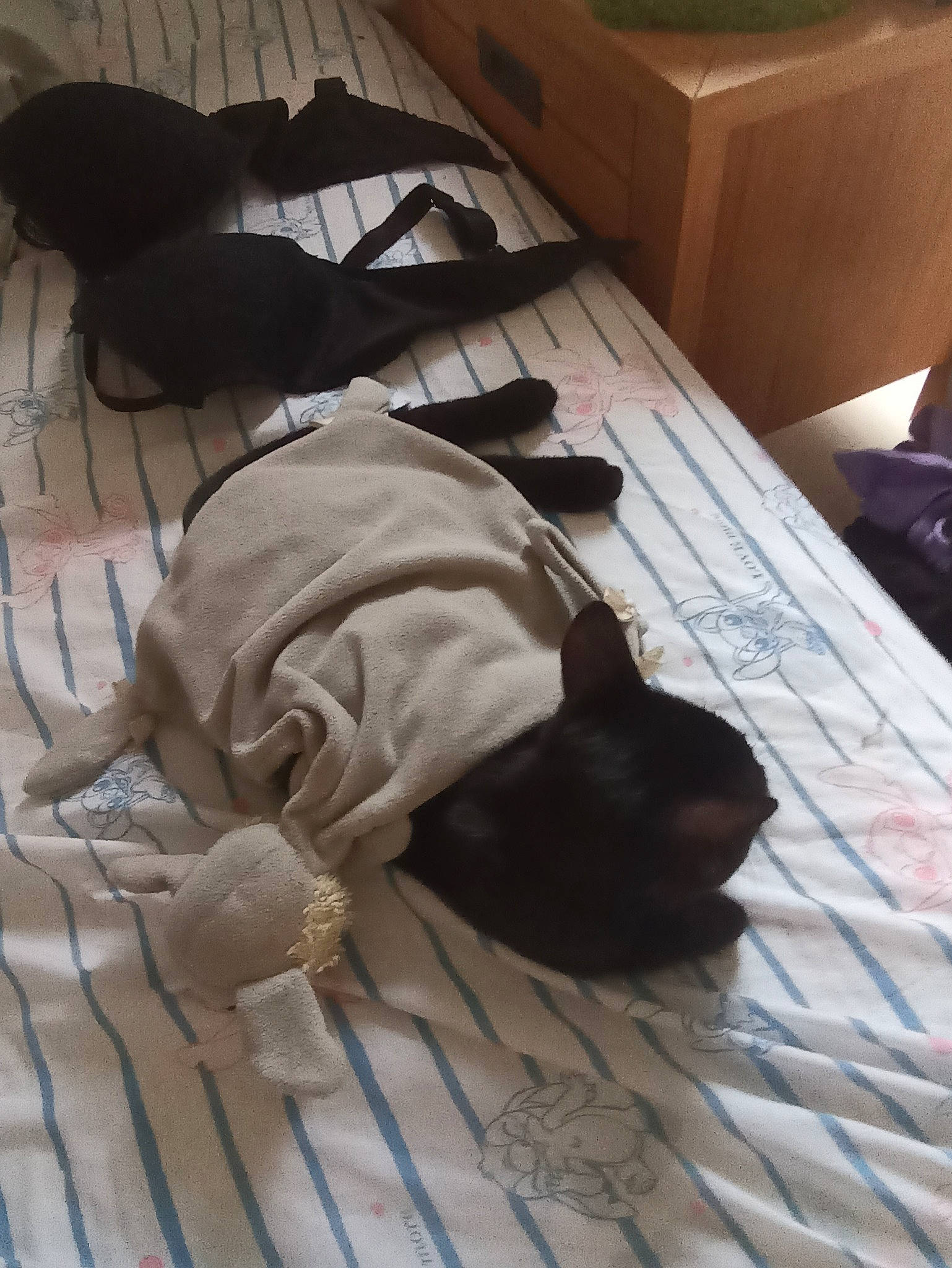 Cachou a rejoint le concours — aidez-le/la à gagner de superbes lots ! bag, bedding, comfort, companion_dog, fawn, felidae, floor, flooring, fur, grey, hardwood, linens, mammal, room, shipping_box, small_to_medium_sized_cats, vertebrate, whiskers, wood, wood_flooring