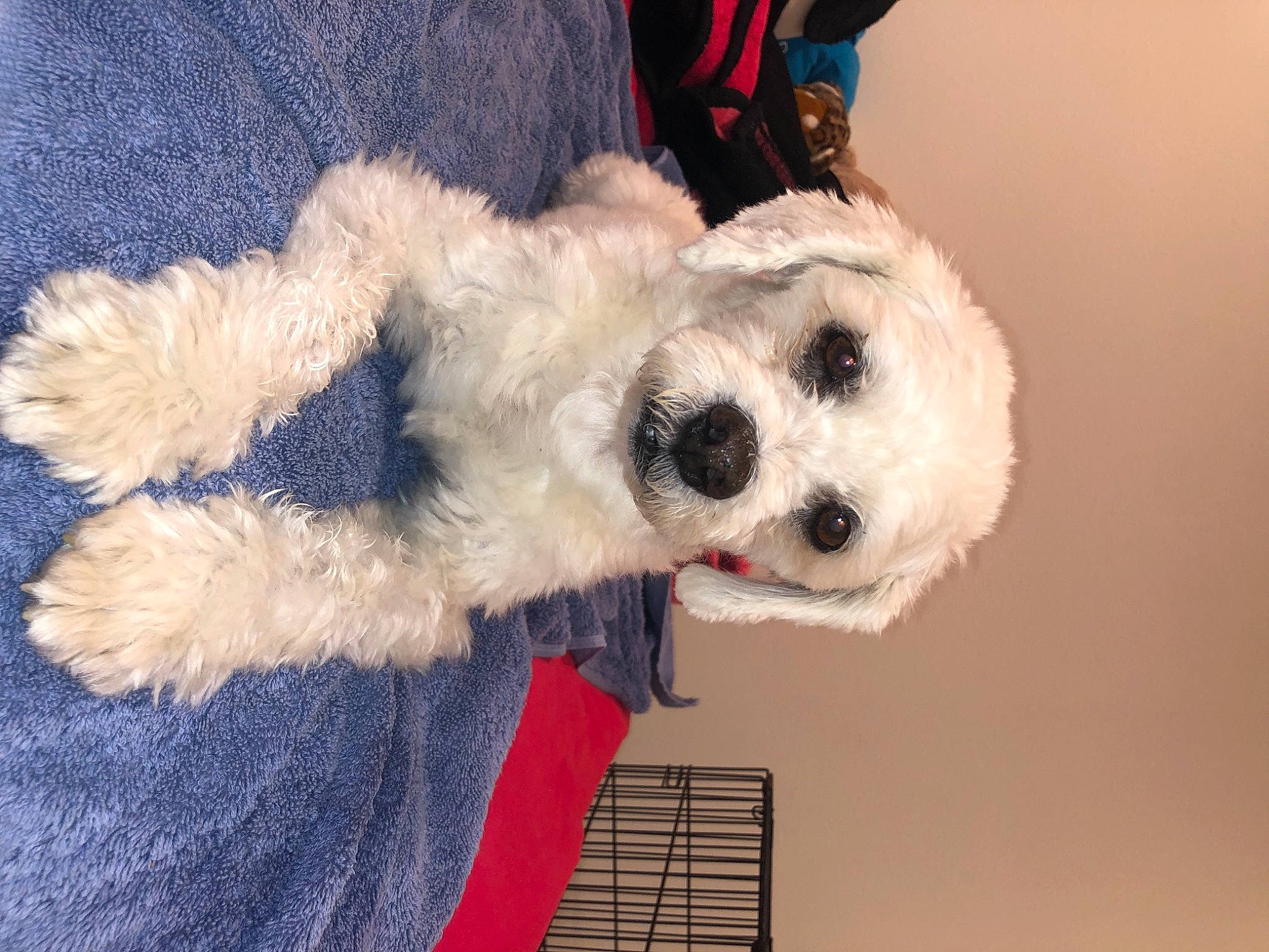 Karissa joined the competition — help win amazing prizes! carnivore, companion_dog, dog, dog_breed, dog_clothes, dog_supply, fashion_accessory, fur, goggles, hat, headgear, plush, poodle, snout, sporting_group, stuffed_toy, tail, toy, toy_dog, whiskers