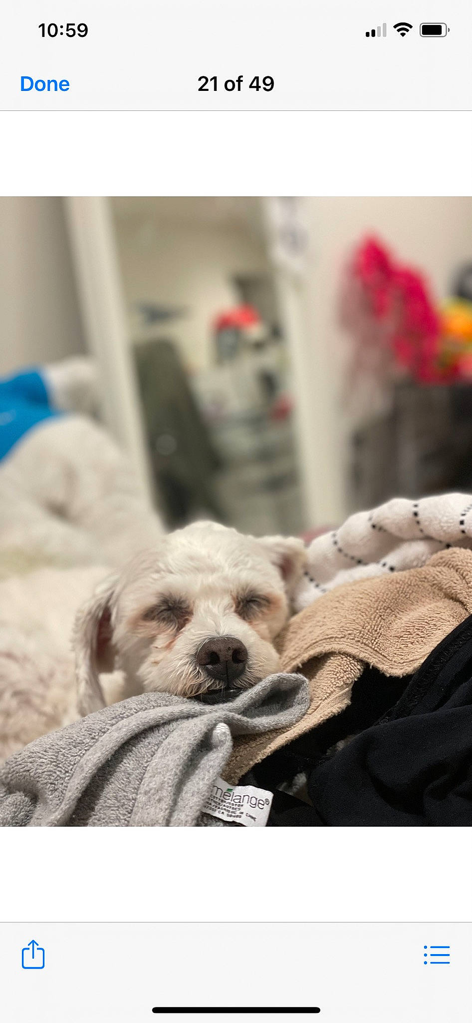 Karissa is registered to the contest to win money with this photo: art, bedding, canidae, carnivore, chair, comfort, companion_dog, dog, dog_breed, fawn, fur, grey, linens, room, sitting, snout, sporting_group, terrestrial_animal, textile, toy_dog