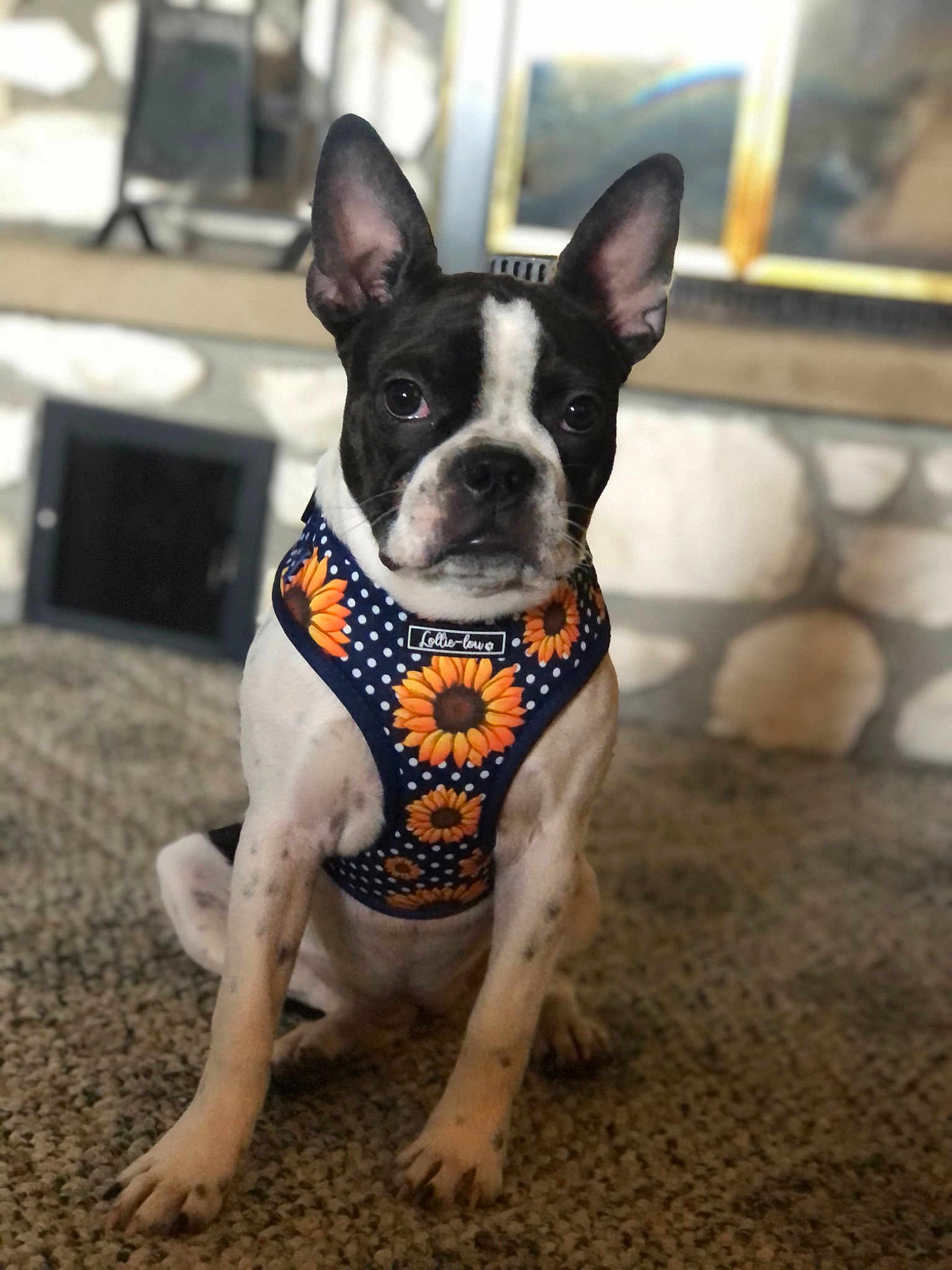 Piper