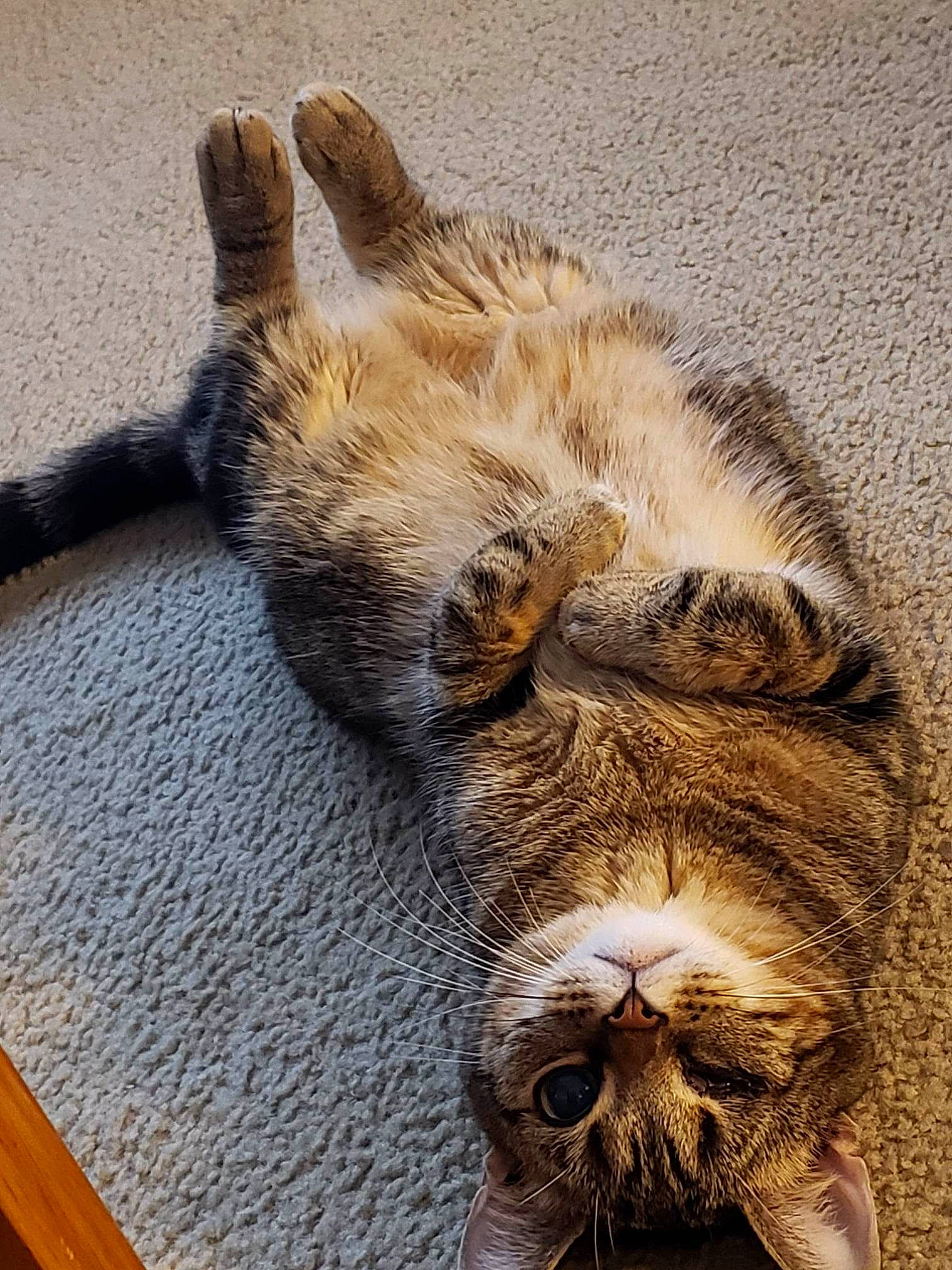 Fury joined the competition — help win amazing prizes! canidae, carnivore, cat, comfort, dog_breed, eye, fawn, felidae, fur, livestock, paw, small_to_medium_sized_cats, snout, sporting_group, suidae, tail, terrestrial_animal, warthog, whiskers, wood