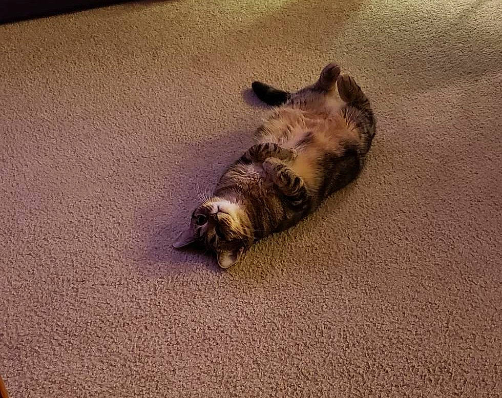 Fury joined the competition — help win amazing prizes! canidae, carnivore, cat, comfort, dog_breed, domestic_short_haired_cat, felidae, flooring, fur, hardwood, nap, paw, sand, small_to_medium_sized_cats, snout, sporting_group, tail, terrestrial_animal, whiskers, wood